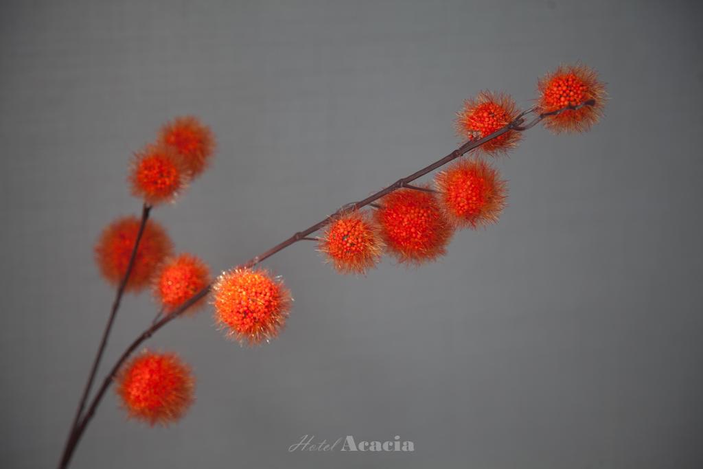 Hotel Acacia 布兰肯贝赫 外观 照片